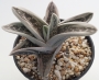 Гастералое (Gasteraloe green ice colorata variegata)