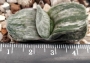 Гастералое (Gasteraloe green ice colorata variegata)