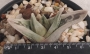 Гастералое (Gasteraloe green ice colorata variegata)