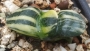 Гастерия (Gasteria armstrongii variegated)