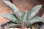 гастерия gasteria