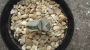 Гастерия (GASTERIA CARINATA RETUSA VARIEGATA VARIEGATED)