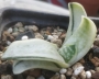 Гастерия (GASTERIA CARINATA RETUSA VARIEGATA VARIEGATED)