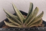 Гастерия (GASTERIA CARINATA RETUSA VARIEGATA VARIEGATED)