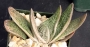 Гастерия (Gasteria cv. Little Warty variegated)