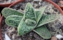 Гастерия (Gasteria cv. Little Warty variegated)
