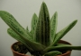 Гастерия (Gasteria cv. Little Warty variegated)