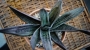 Гастерия (Gasteria cv. Little Warty variegated)