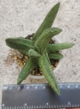 Гастерия (Gasteria cv. Little Warty variegated)