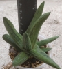 Гастерия (Gasteria cv. Little Warty variegated)