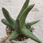 Гастерия (Gasteria cv. Little Warty variegated)