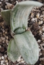 Гастерия (Gasteria disticha cv. Albovariegata variegated)