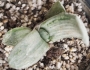 Гастерия (Gasteria disticha cv. Albovariegata variegated)