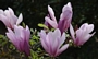 Магнолия (Magnolia George Henry Kern)