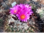 Гимнокактус Турбиникарпус (Gymnocactus viereckii)