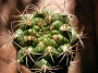 Гимнокалициум (Gymnocalycium)