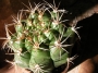 Гимнокалициум (Gymnocalycium)