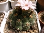 Гимнокалициум (Gymnocalycium)