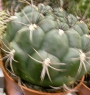Гимнокалициум (Gymnocalycium)
