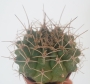 Гимнокалициум (Gymnocalycium)