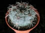 Гимнокалициум (Gymnocalycium baldanium)