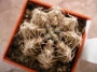Гимнокалициум (Gymnocalycium mihanovichii filadelphibsae P430)