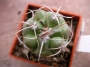 Гимнокалициум (Gymnocalycium valnicekianum ST0829-2)