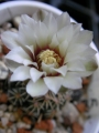 Гимнокалициум малък (Gymnocalycium bruchii)
