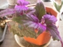 Гинура (Gynura aurantiaca)