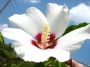 Градински хибискус бял (Hibiscus)