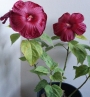 Градински хибискус червен (Hibiscus moscheutos)