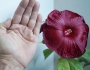 Градински хибискус червен (Hibiscus moscheutos)