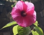 Градински хибискус розово-цикламен (Hibiscus moscheutos)