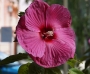 Градински хибискус розово-цикламен (Hibiscus moscheutos)
