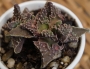 Грапава Фаукария (Faucaria subitengra)