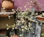 граптопеталум graptopetalum