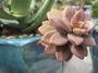 Граптоседум малък (GRAPTOSEDUM ALPENGLOW)