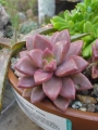 Граптоседум малък (GRAPTOSEDUM ALPENGLOW)
