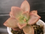 Граптоседум (Graptosedum Bronze Graptosedum - Alpenglow / Vera Higgins)