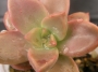 Граптоседум (Graptosedum Bronze Graptosedum - Alpenglow / Vera Higgins)