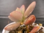 Граптоседум (Graptosedum Bronze Graptosedum - Alpenglow / Vera Higgins)