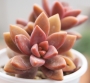 Граптоседум (Graptosedum Bronze Graptosedum - Alpenglow / Vera Higgins)