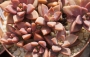 Граптоседум (Graptosedum Bronze Graptosedum - Alpenglow / Vera Higgins)