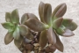 Граптоседум (Graptosedum Bronze Graptosedum - Alpenglow / Vera Higgins)