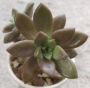 Граптоседум (Graptosedum Bronze Graptosedum - Alpenglow / Vera Higgins)