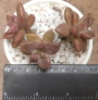 Граптоседум (Graptosedum Bronze Graptosedum - Alpenglow / Vera Higgins)