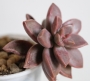 Граптоседум малък (GRAPTOSEDUM ALPENGLOW)
