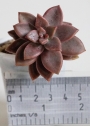 Граптоседум малък (GRAPTOSEDUM ALPENGLOW)
