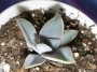 Граптоверия (Graptoveria X Fred Ives)