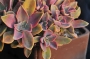 Граптоверия (Graptoveria X Fred Ives)